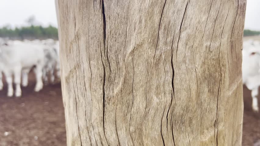 Feedlot of steers Nellore . Intensive rearing in confinement