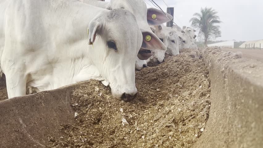 Feedlot of steers Nellore . Intensive rearing in confinement