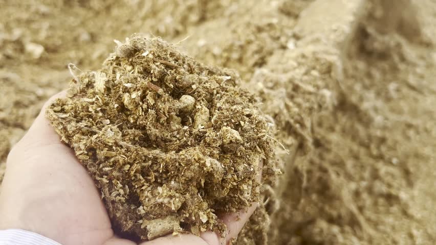 Feedlot of steers Nellore . Intensive rearing in confinement