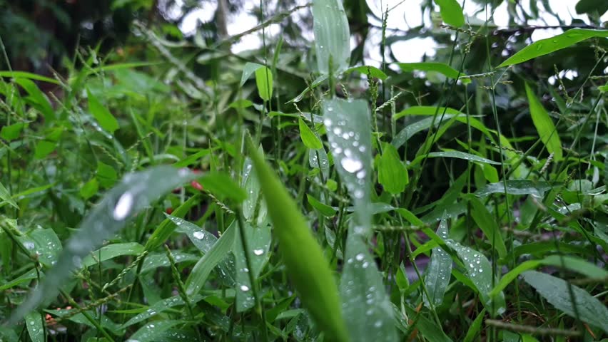 Rain drops on green grass leaves close up natural background after rain
