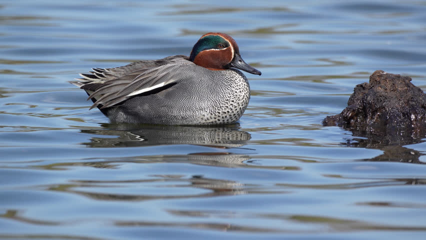 A male Eurasian teal (Anas crecca) resting on the pond at 60 fps.