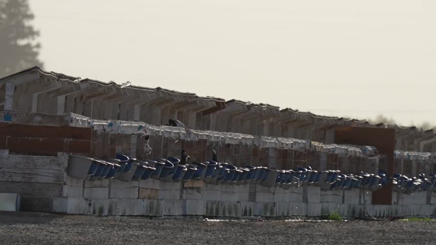 Dairy and beef calves confined to calf crates in California