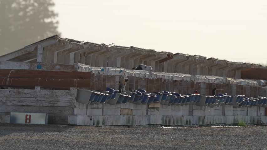 Dairy and beef calves confined to calf crates in California