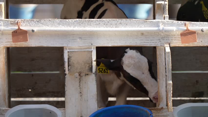 Dairy and beef calves confined to calf crates in California