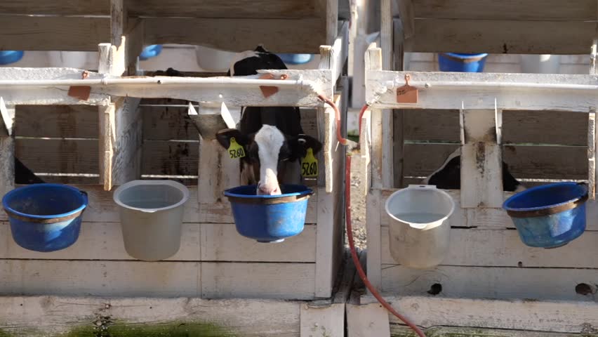 Dairy and beef calves confined to calf crates in California