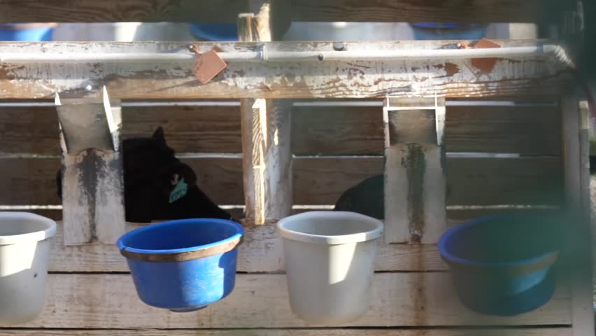 Dairy and beef calves confined to calf crates in California