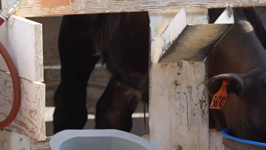 Dairy and beef calves confined to calf crates in California