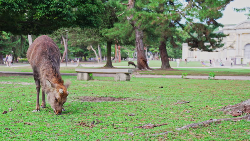 Wild Deer Roaming Nara Park