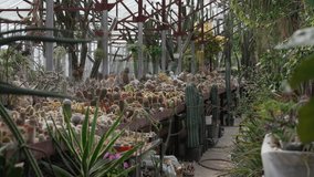 Cactus and succulent greenhouse. Rare succulent plant collection. Commercial succulent cultivation - Powered by Shutterstock - Get 15% off with code: PIKWIZARD15