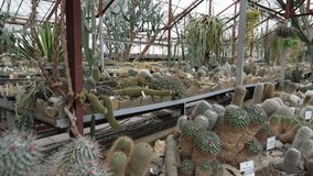 Cactus propagation greenhouse. Commercial succulent cultivation - Powered by Shutterstock - Get 15% off with code: PIKWIZARD15
