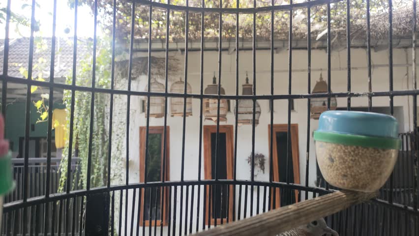 A whitish brown turtle dove in a cage, chirping melodiously and turning its head.