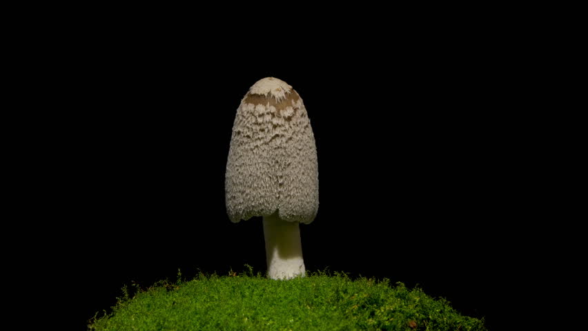 Growing mushrooms rising from ground time lapse 4k footage.