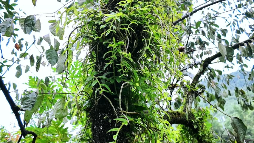 4K UHD footage of wild Dendrobium orchid growing on a persimmon tree in southern China, ideal for documentaries, research, biology education and teaching materials.