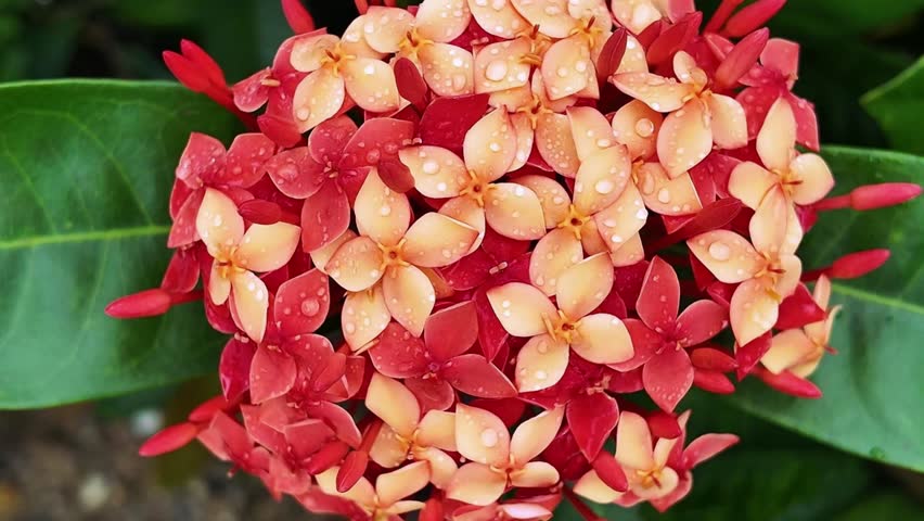 Beautiful 4K close-up footage of Ixora flower showcasing vibrant tropical blossoms and delicate details, perfect for nature documentaries, scientific research and botanical projects.
