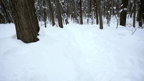 A snowy path through a winter forest with bare trees and thick snow cover - Powered by Shutterstock - Get 15% off with code: PIKWIZARD15