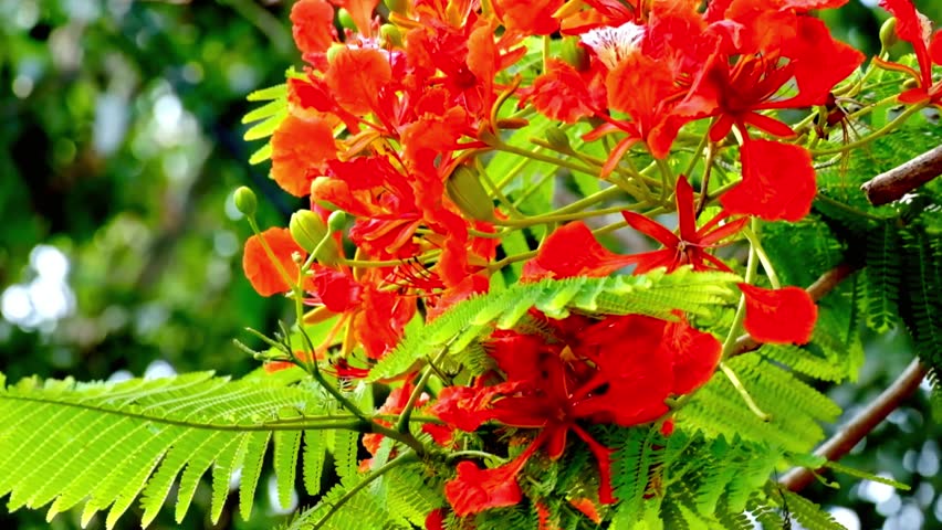 Close up of vibrant red flamboyant flowers with green fern like leaves outdoors