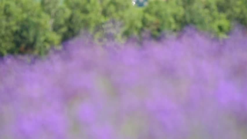 A blurred field of purple flowers in the countryside