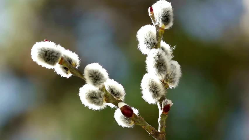 Close up of pussy willow branches with soft buds against blurred background