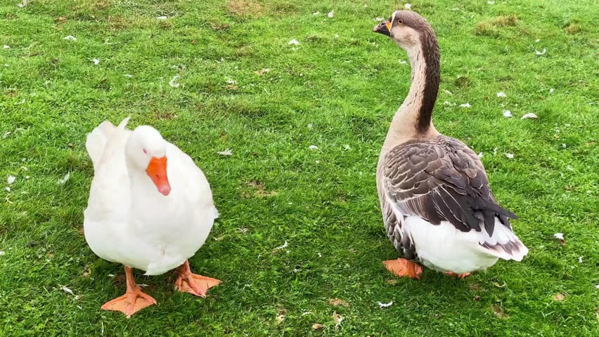 Two geese standing on green grass with scattered feathers in the field view
