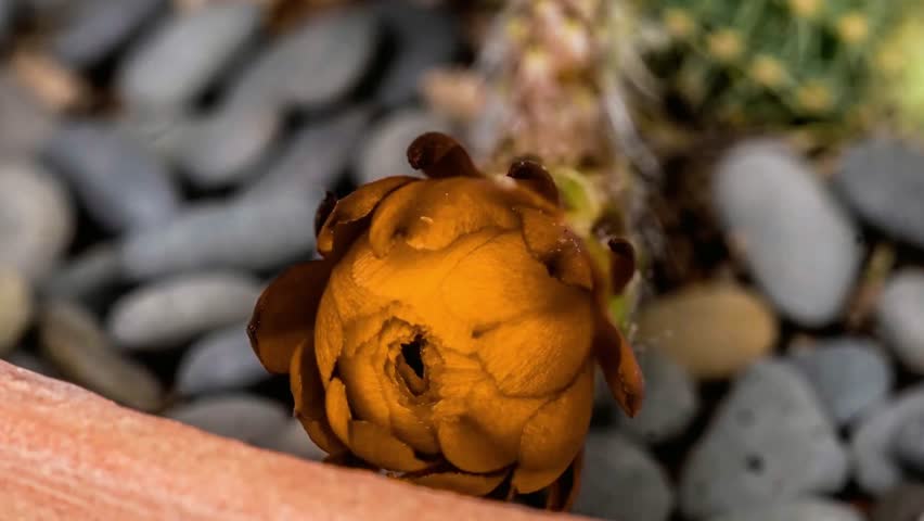 Closeup of a golden barrel cactus flower bud surrounded by pebbles