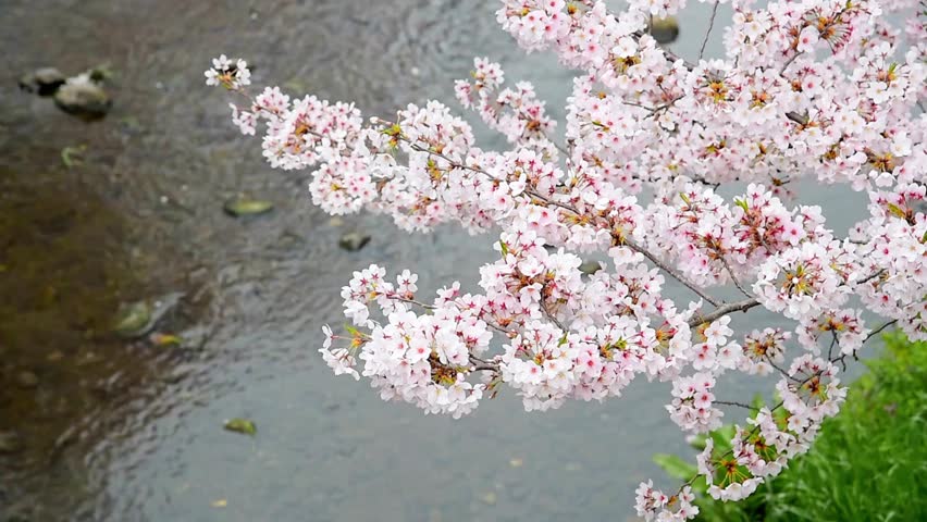 Cherry blossoms bloom over a river in the spring season