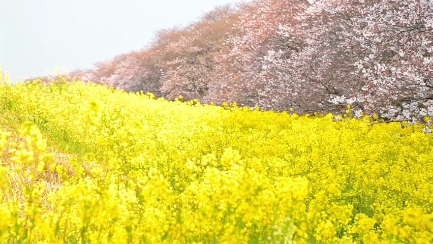 A vibrant field of yellow flowers blooms beneath cherry blossom trees