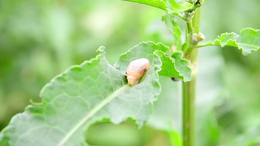 Close up of a snail resting on a vibrant green leaf in nature
