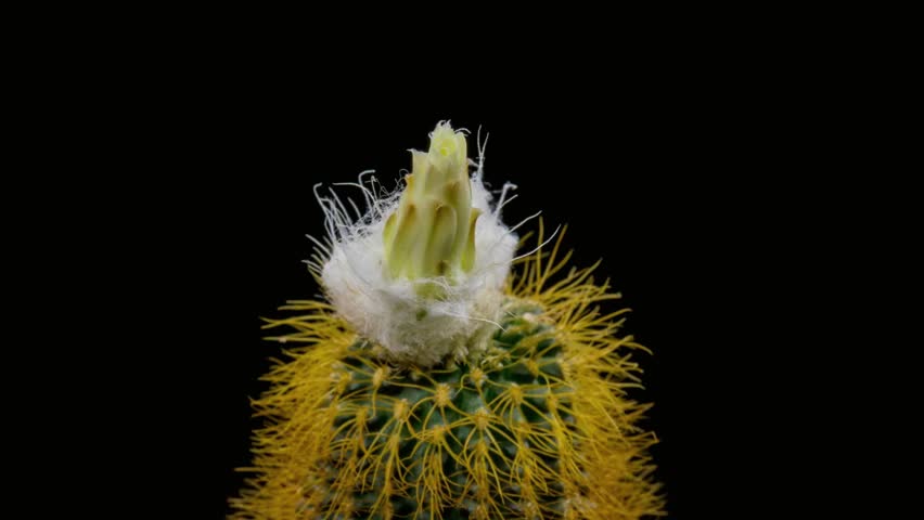 A golden barrel cactus is blooming with a white flower isolated on black background