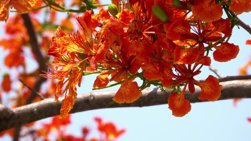 Vibrant orange flamboyant flowers blooming on a tree branch