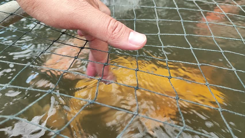 A big yellow fish quickly tries to bite the finger dipped into the water, creating a surprising yet exciting moment.