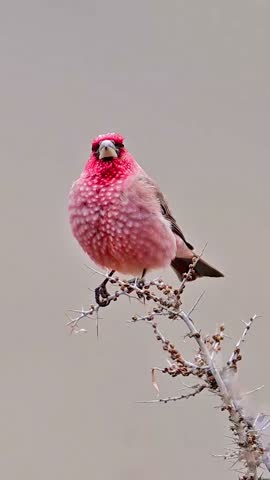 Close-up of a vibrant pink bird perched on a thorny branch