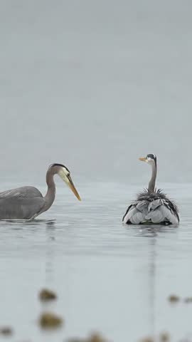 Two great blue herons stand in the shallow water, looking for food. These birds are a common sight in wetlands and are known for their graceful hunting skills. Nature