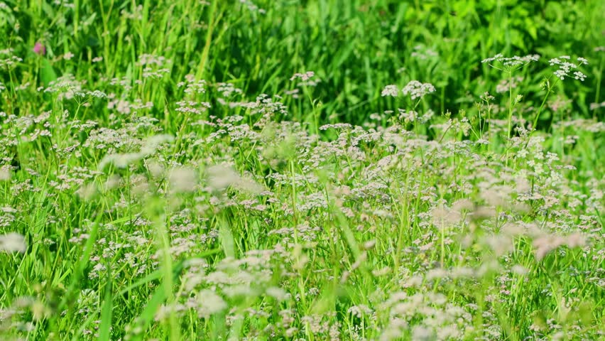 Cumin flowers against a background of bright, lush summer greenery, natural backdrop close-up.