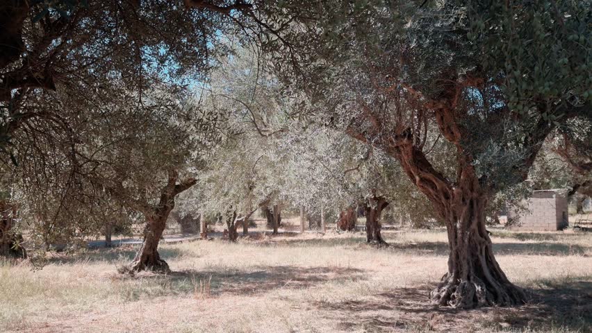 Olive Grove Landscape with Ancient Trees under Bright Blue Sky