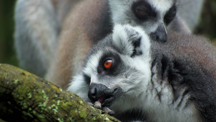 Ring-tailed Lemur - Lemur catta large strepsirrhine primate with long, black and white ringed tail, endemic to Madagascar and endangered, in Malagasy as maky, maki or hira.