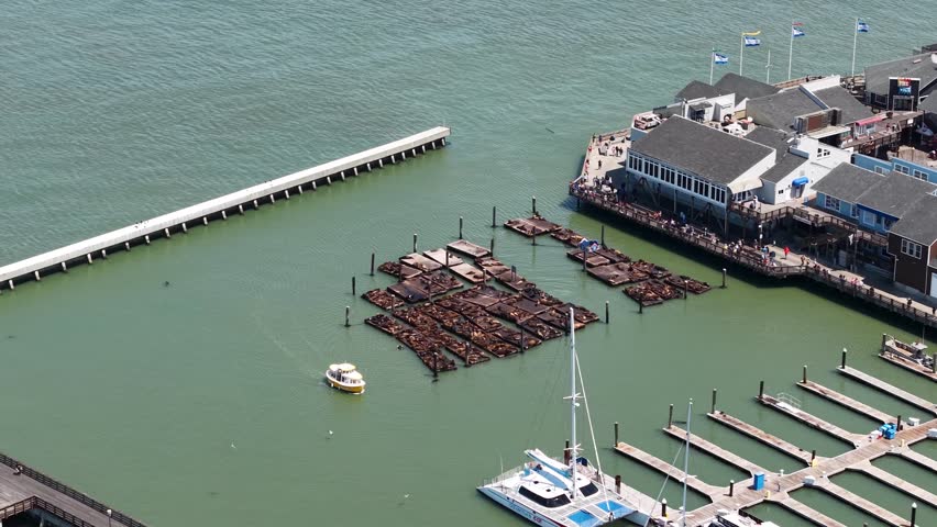 San Francisco USA, Drone Shot of Sea Lions on Wooden Platform at Pier 39