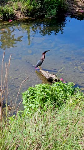 Vertical handheld video of a Green Heron Butorides virescens on a log.