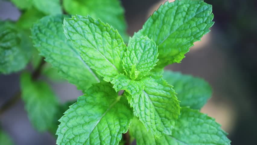 Fresh mint leaves on the farm