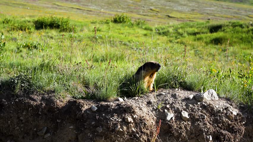 A Himalayan marmot peeks out from its burrow in the grassy meadows of Deosai Plains. Pakistan