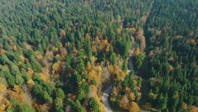AERIAL: Winding road leads through a vast forest coloured in vibrant autumn hues. Lush green conifers and colourful deciduous trees form a stunning natural mosaic that covers the sunny hilly landscape - Powered by Shutterstock - Get 15% off with code: PIKWIZARD15