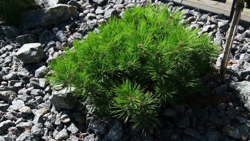 A decorative low-growing pine tree called "Low Glow" in a flowerbed mulched with stones.