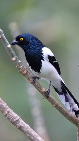 Striking Black and White Bird with Bright Yellow Eyes Perched on a Branch, Majestic Avian Wildlife in Nature, Detailed Close-up of a Unique Creature