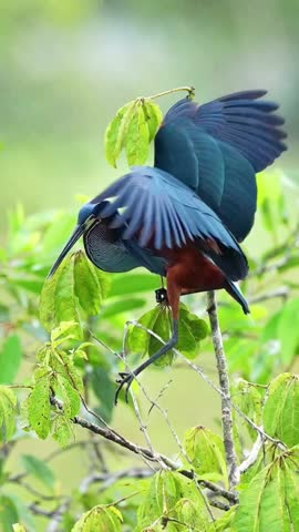 Majestic Sunbittern Bird Landing on a Tree Branch with Open Wings, Graceful and Dynamic Wildlife in Motion, Detailed Feathers in Nature