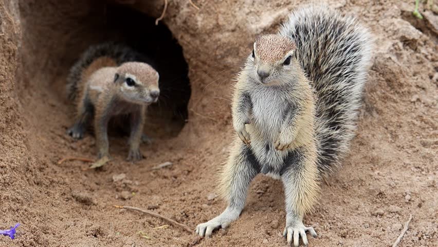 Baby Ground Squirrel Den Burrow Namibia Cape Ground Squirrel Etosha National Park
