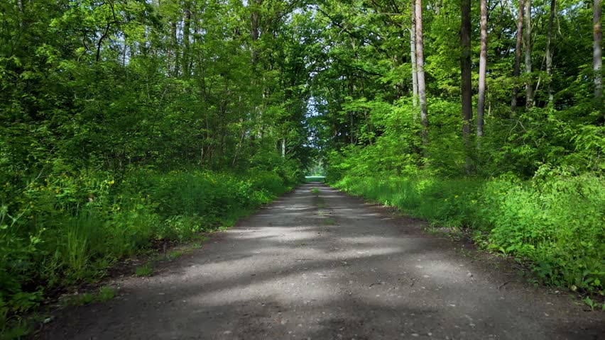 Forest road surrounded by lush green vegetation. Peaceful dirt path leading through a dense forest in spring or summer, with vibrant trees and natural greenery.
