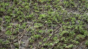 Close view of climbing vines and vegetation on old castle brick facade - Powered by Shutterstock - Get 15% off with code: PIKWIZARD15