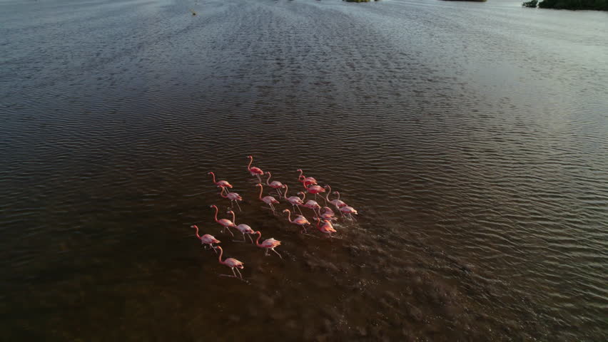 Aerial drone shot following pink flamingos spreading wings and taking off in Campeche mangrove wetlands during golden sunset light.