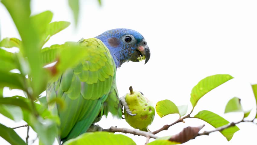 Footage of a Blue-headed parrot Pionus menstruus perched on a branch eating guava in Colombia showing tropical bird behavior and exotic wildlife.