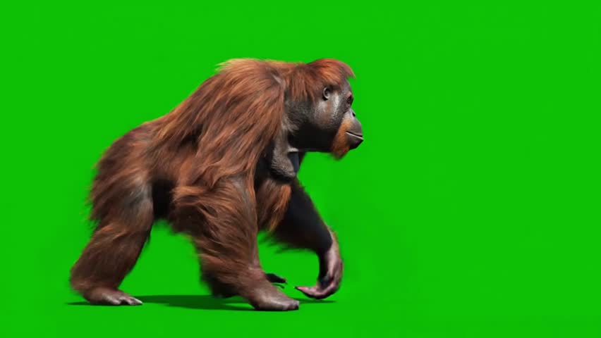Full-body shot of a majestic orangutan walking on a green screen. The intelligent primate paces with a calm, deliberate gait, with its long arms swinging as it moves. Perfect for keying.
