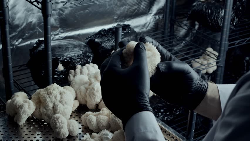 Gloved hands inspect and arrange Lion’s Mane mushrooms on a perforated tray. The smooth horizontal camera motion highlights soft textures, indoor cultivation and detailed fungal surface structures.
